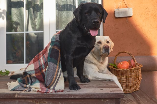 lab