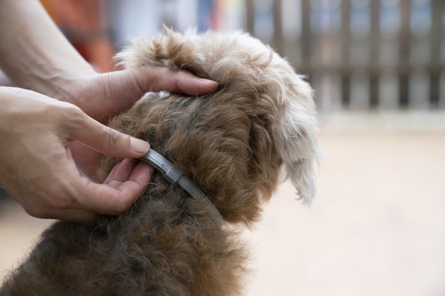 woman wearing a collar for dog, kill and repel tick and flea