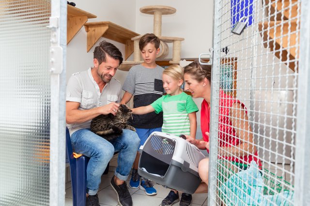 Family adopting cat from animal shelter
