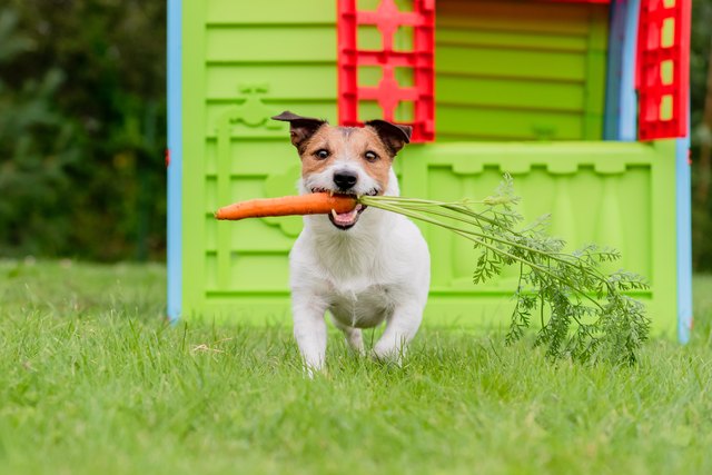 dog carrying a carrot in the grass