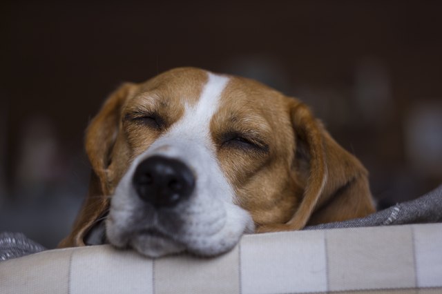 Beagle.
