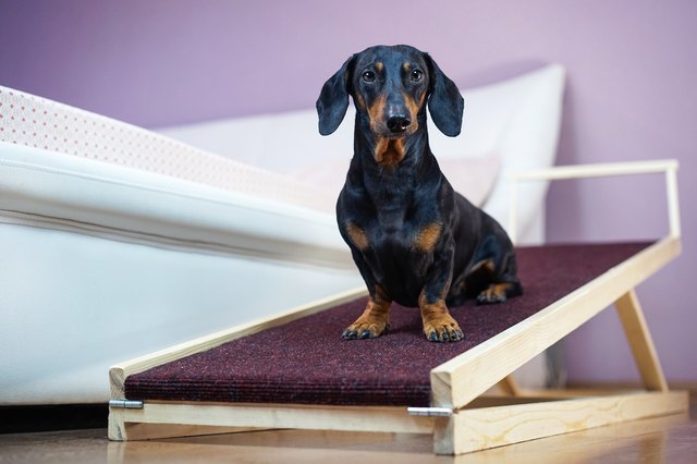 dachshund
