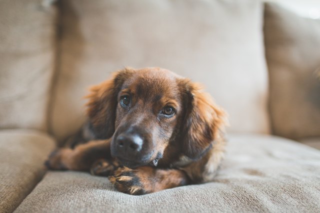 Brown Puppy