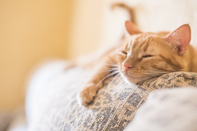 Lazy cat
