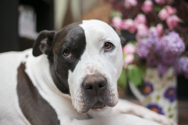 sweet pit bull dog