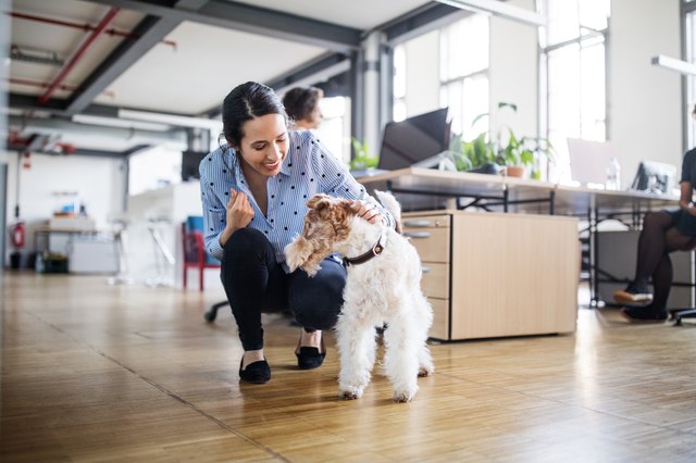 Cheerful businesswoman crouching by dog at office