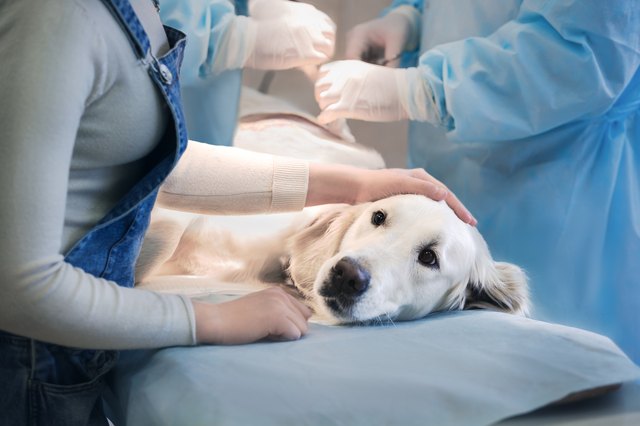 what are the signs of sepsis in a dog