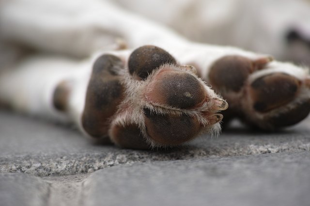 how-to-moisten-the-dry-skin-on-a-dog-s-paws-cuteness