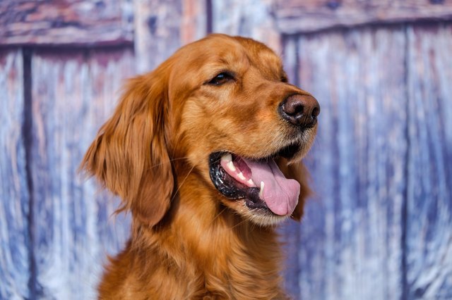 Portrait of a beautiful young irish setter