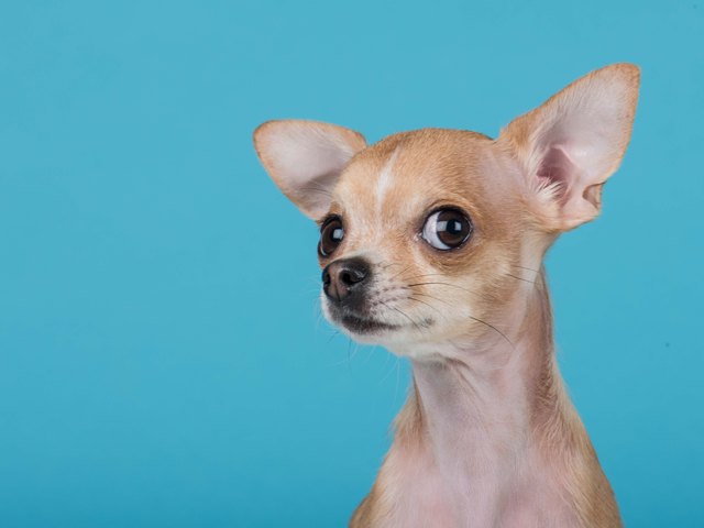 How to Take Care of an Applehead Chihuahua | Cuteness