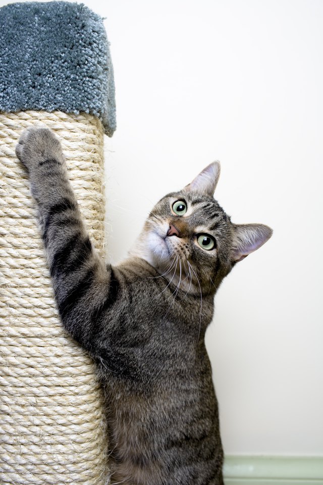 Cat hanging on Scratching Post