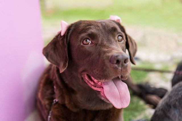 Labrador retriever