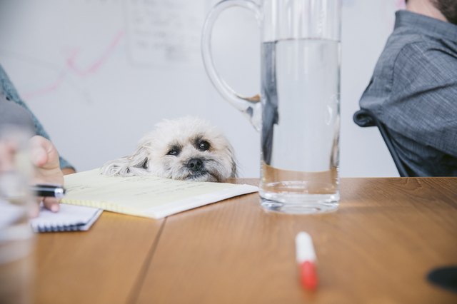 Cropped image of business people with dog looking at jug on table in board room
