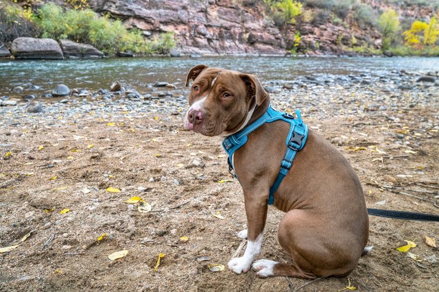 Young pit bull terrier dog in no pull harness