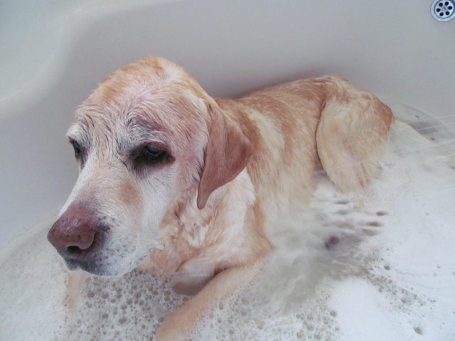 How To Bathe An Older Dog Cuteness