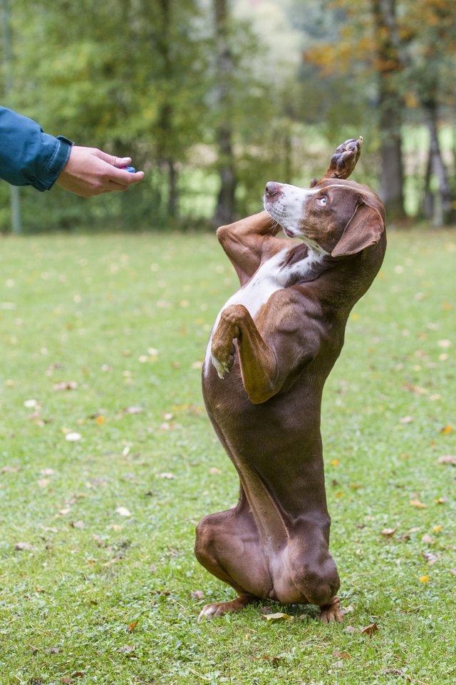 Louisiana Catahoula Leopard Dog