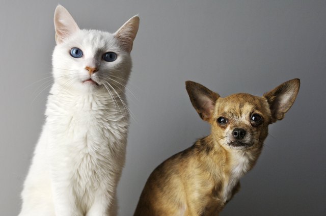 cat and small dog on grey background
