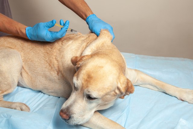 Doctor in gloves makes an injection in withers of sick dog. Vet clinic