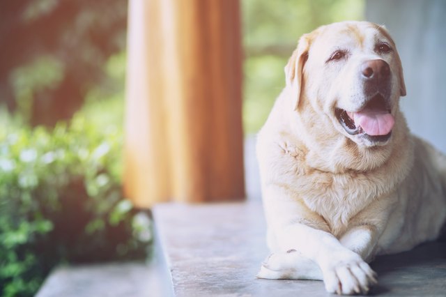senior golden retriever dog lying down on porch
