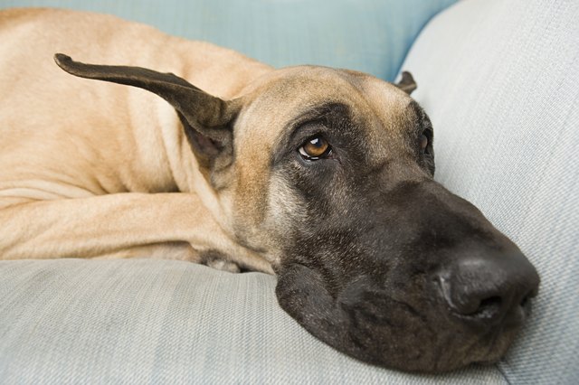 Great dane on a sofa