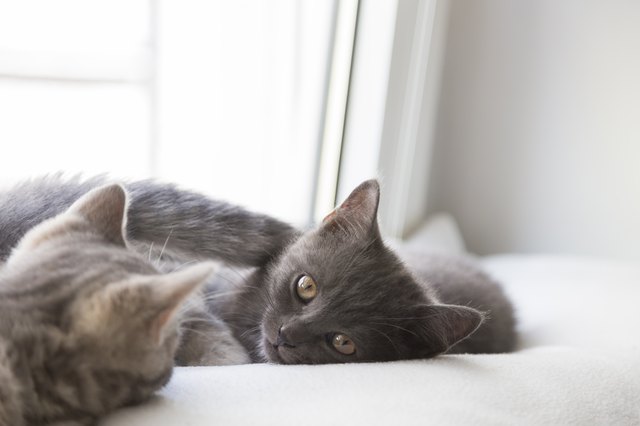 British shorthair kittens lying on window sill