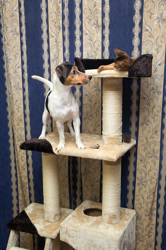cat and dog playing on the top of Cat Tree