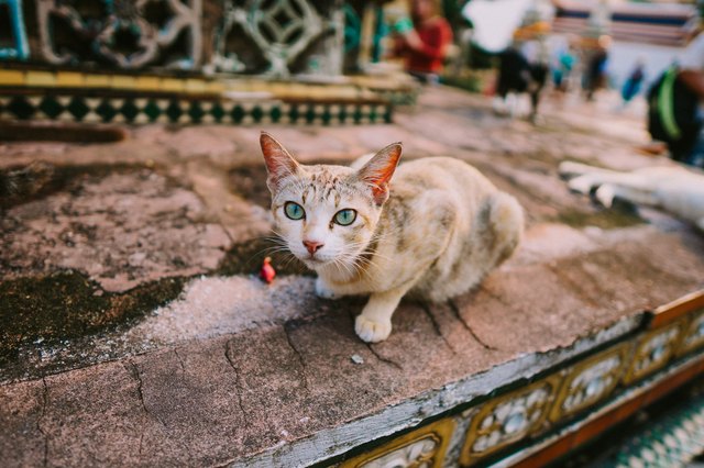 A white and yellow striped cat lying and looking up with its blue eyes