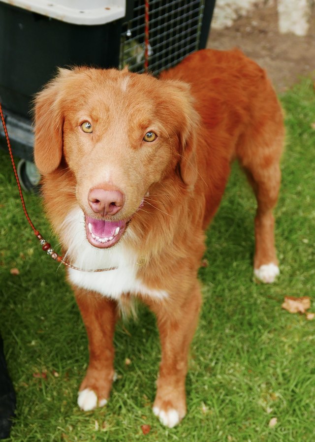 Dogs with Reddish Coats on Grass