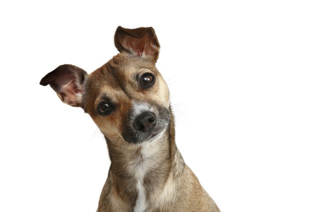 Friendly Chihuahua