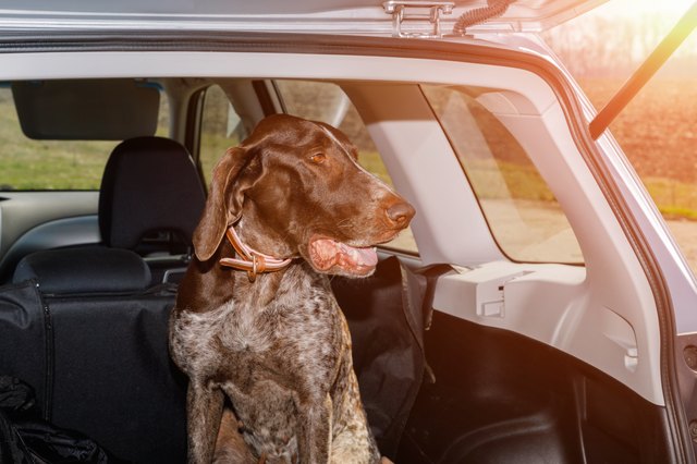 Dog in the trunk of a car .