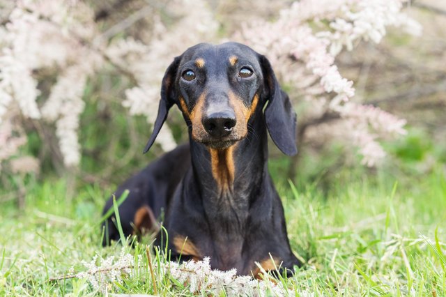 dachshund