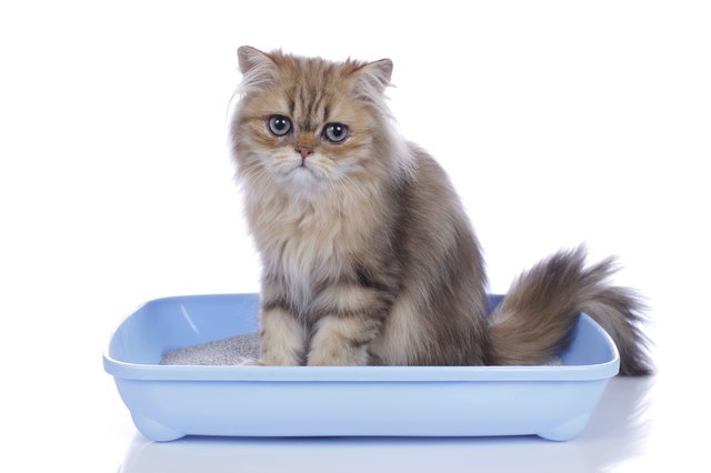 How to Use Oil-Dri for Cat Litter | Cuteness