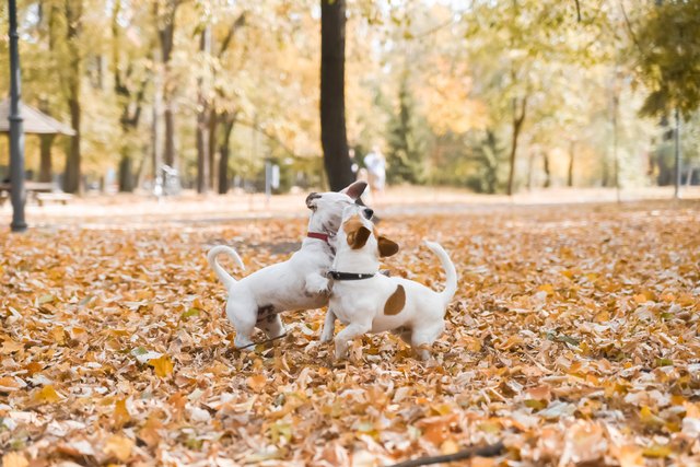 Two dogs playing