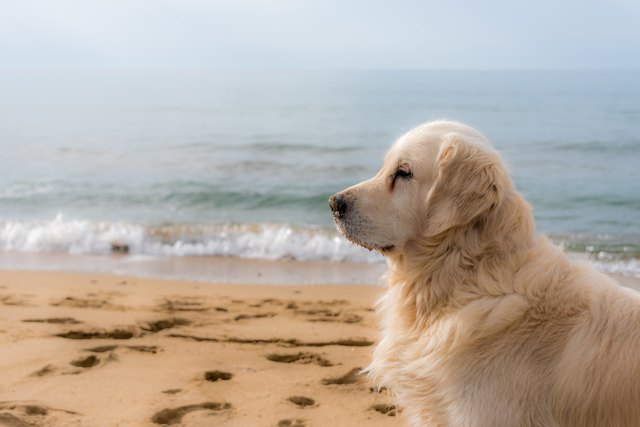 golden retriever on the beach