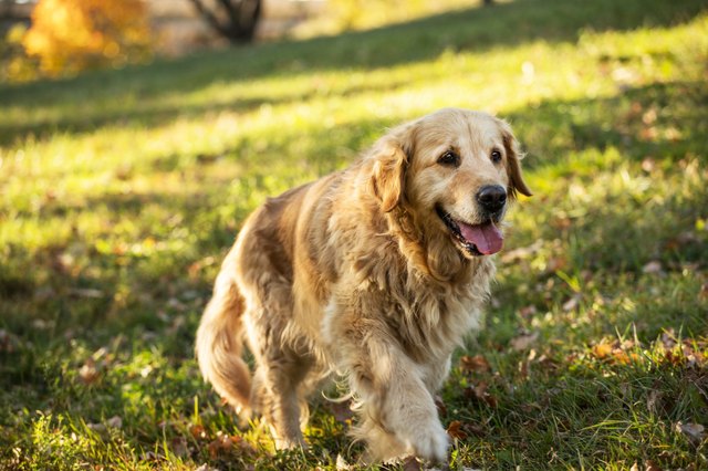 golden retriever