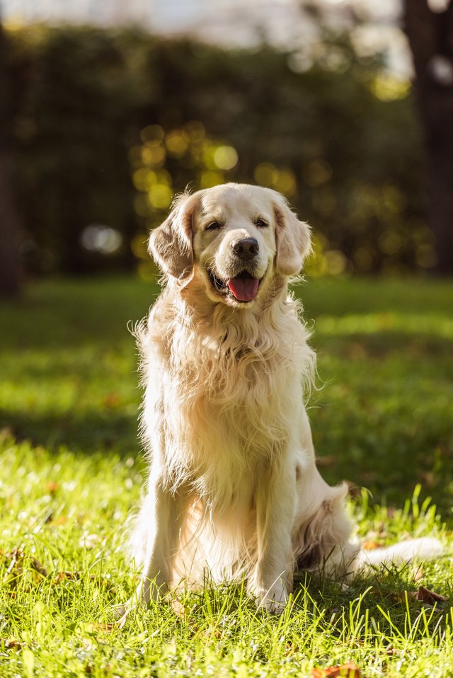 golden retriever in the grass