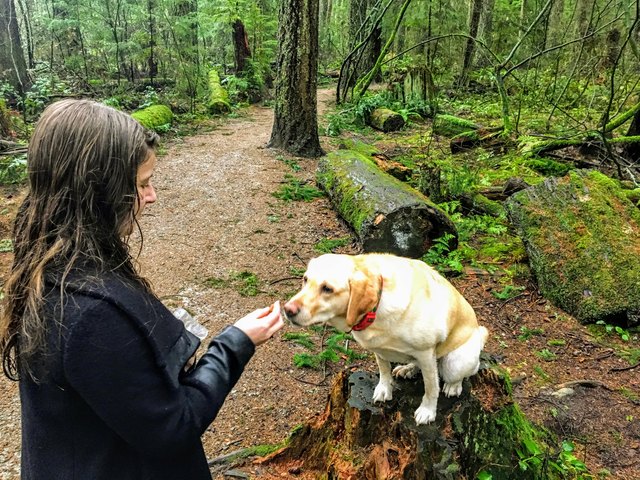 A woman about to feed her pet yellow lab a dog treat while walking in pacific spirit regional park. Vancouver, Canada. The dog is salivating with excitement.