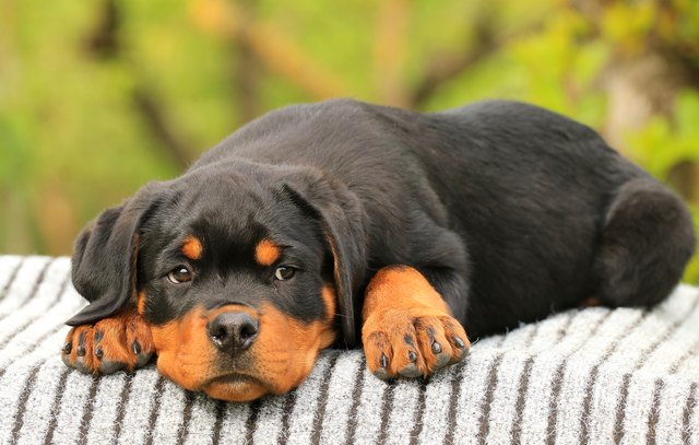Rottweiler puppy of Royal Musketeers