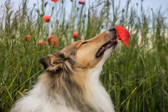 Collie sniffing the poppy