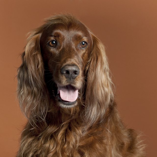Close-up of Irish Setter, 5 years old, in front of brown background