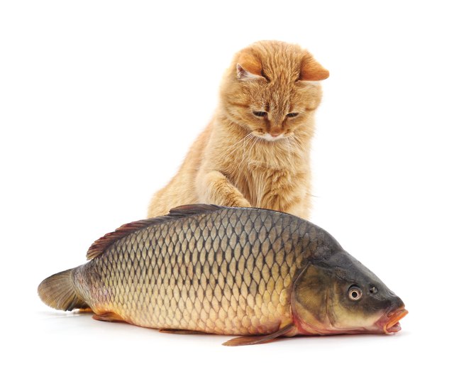 small cat curiously touching dead fish