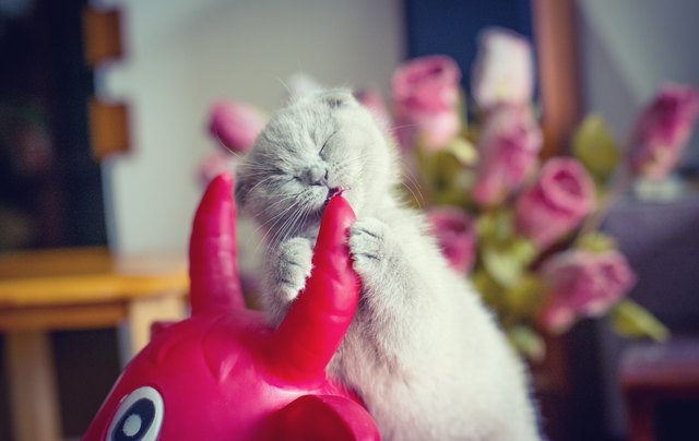 Kitten bite toy horse