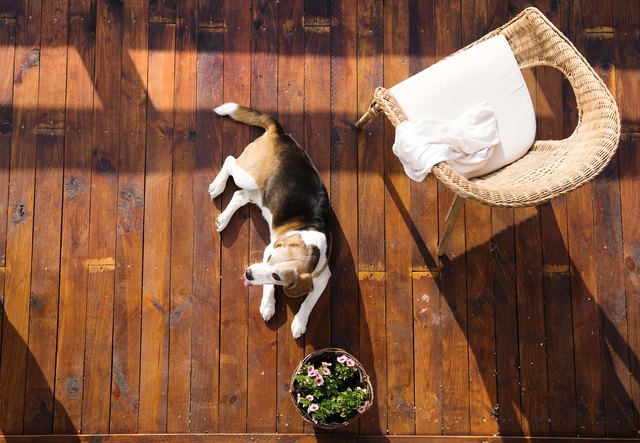 How To Make Dog Repellent For Furniture Cuteness