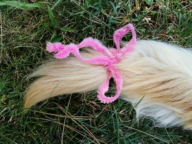 Close-Up Of Ribbon On Dog Tail