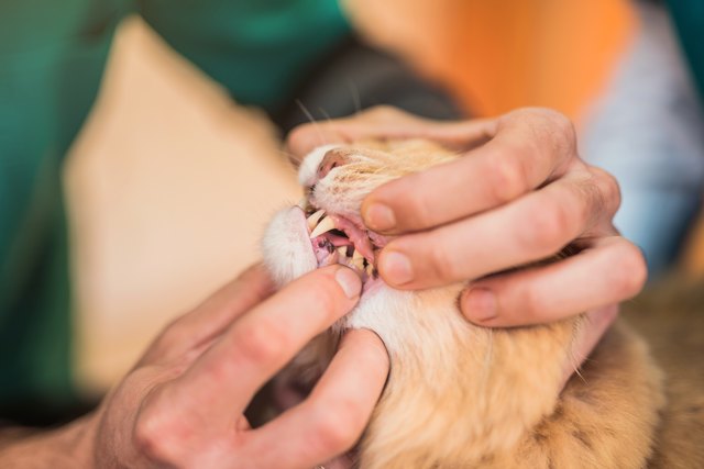 Veterinarian checking young male Maine Coons teeth health.