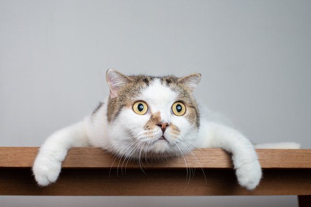 Close up Scottish fold cat head with shocking face and wide open eyes. Frighten or surprised cat when look at something.