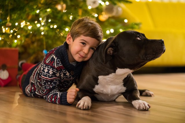 happy little boy hugging his american stafford dog under christmas tree