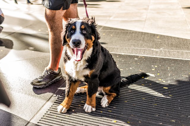 Funny happy Australian Shepherd dog New York City, Midtown Manhattan, NYC closeup with calico orange, black, white color, smiling, tongue out of mouth on street