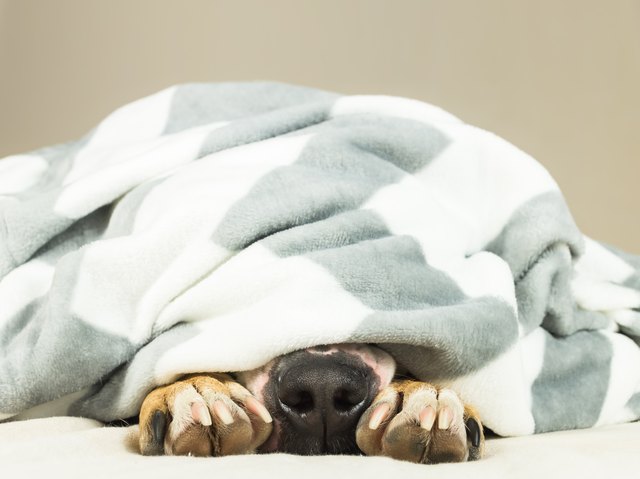 Nose and paws of lazy or sic pet dog sticking out of clean white throw blanket.