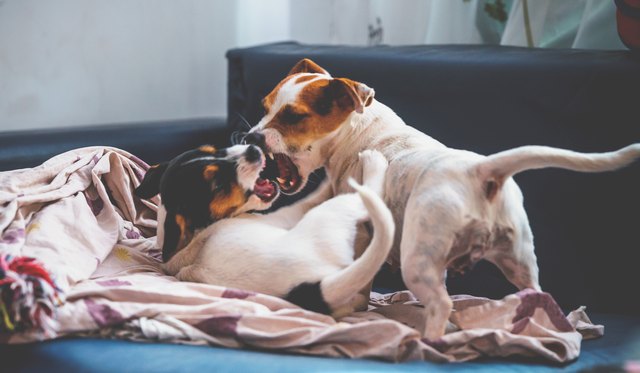 Purebred puppy jack russell terrier playing with his mother at home on the couch.